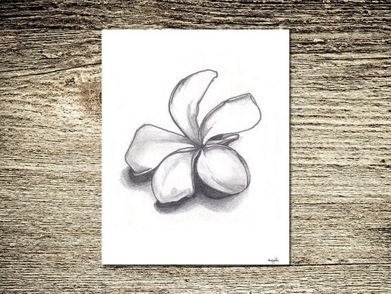 plumeria pencil drawing