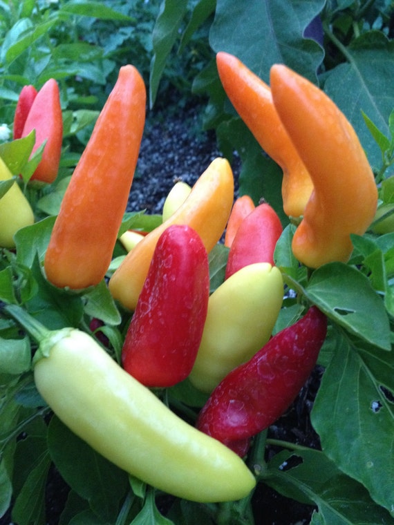 Hungarian Hot Wax Pepper Heirloom Seeds Rare Seeds Grown To