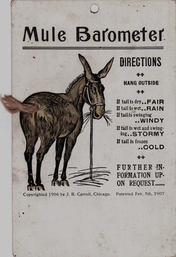 Mule Barometer Postcard Copyright 1906 Thread Tail Donkey