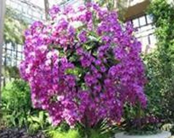 Orchid Tree Starter Plant with "FREE" Shipping in the Cont. US