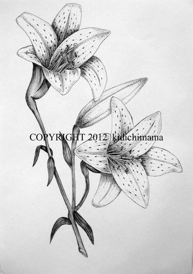 original pen and ink tiger lily drawing on white paper original pen and ink tiger lily drawing on white paper
