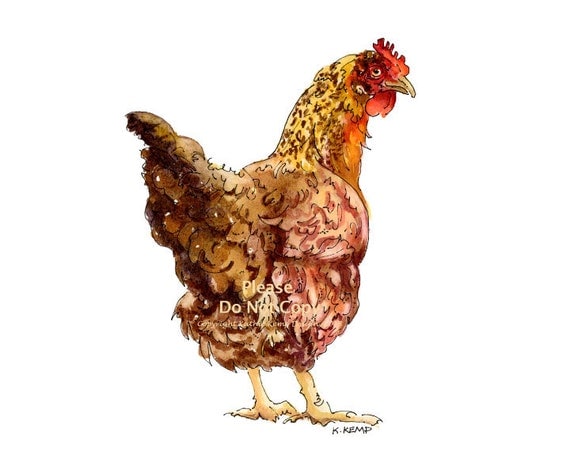 Chicken Hen Pen and Ink Drawing Illustration Watercolor Animal