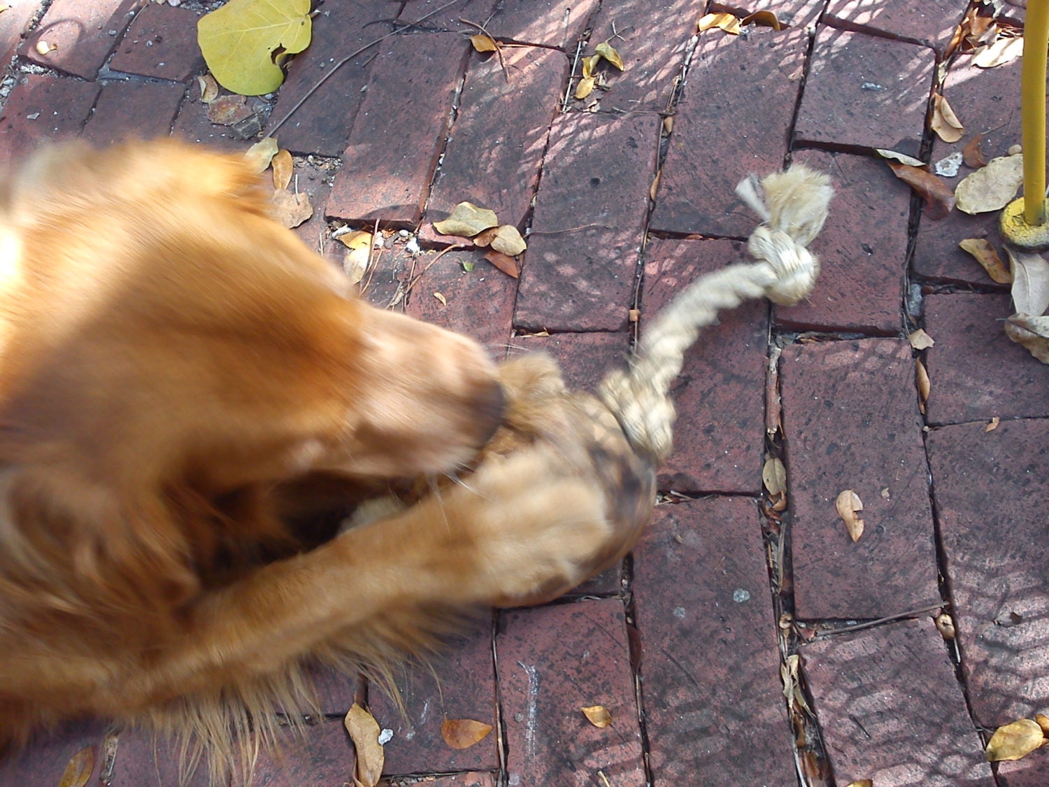 The Perfect Dog Toy made with Coconut....Rope....n....Love