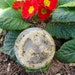 Magical Bath Soap - Healing