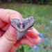 Fossilized shark Tooth ring