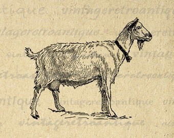 Beautiful Nanny Goat Illustration Illustration Print Bell Image Antique Illustration