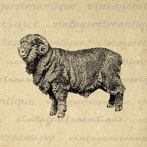 Printable Graphic Merino Ram Sheep Image by VintageRetroAntique