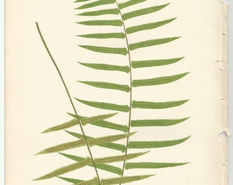 Antique Original Fern Print Plate Bookplate by WondersOfThePast