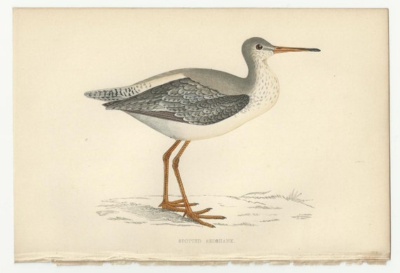 1888 British Birds Rev Morris Vol 7 Ducks Great Auk Antiquarian Natural History 1888 British Birds Rev Morris Vol 7 Ducks Great Auk Antiquarian Natural History