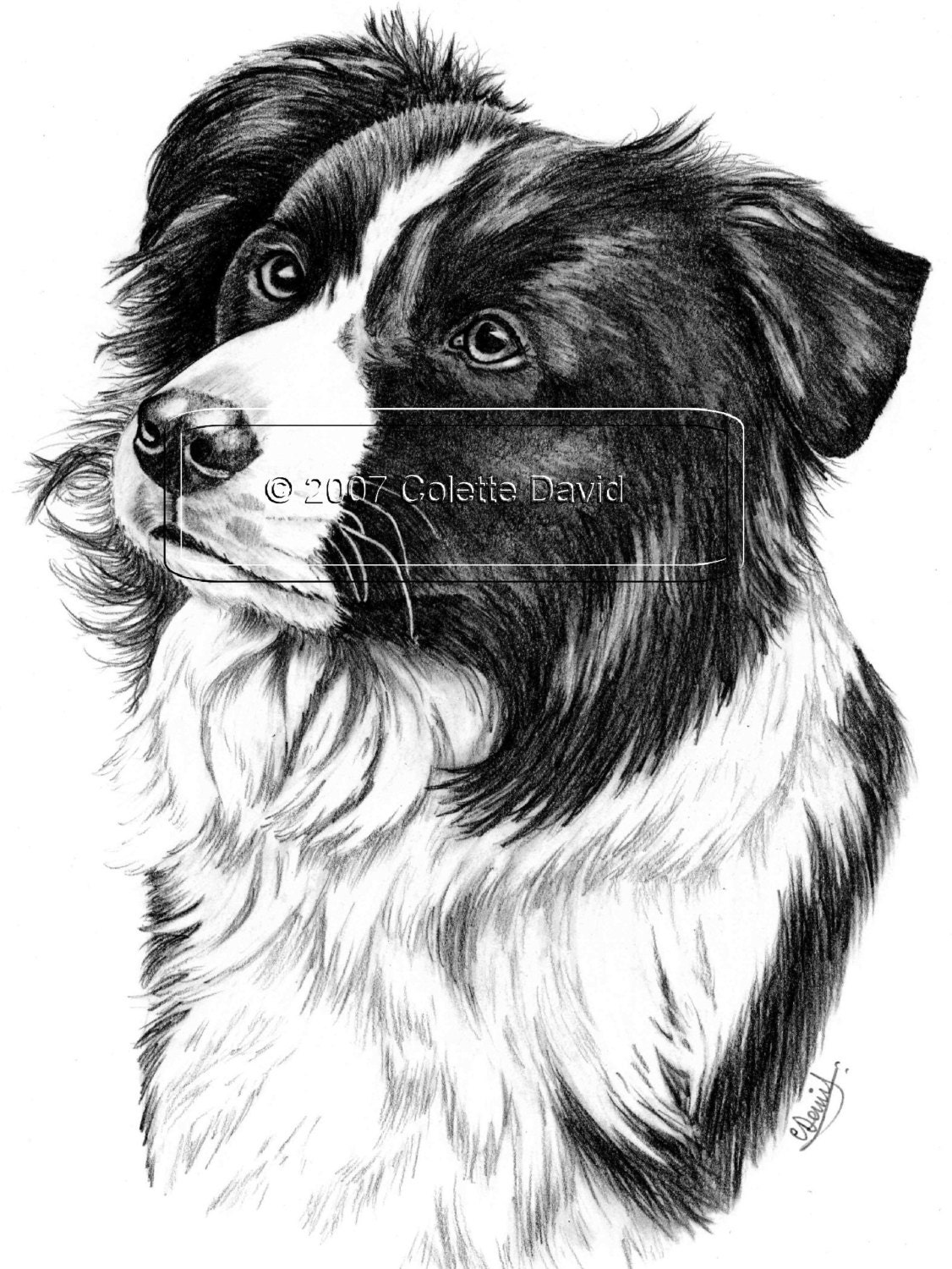 Pencil Drawing of A Collie Dog Border Collie