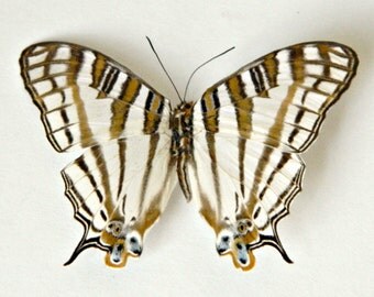 Butterfly, Real Dried Butterfly Specimen, Terrarium Accent, DIY Do it Yourself, Butterfly Photography, Create, Earthy, Nature, Craft, Rustic