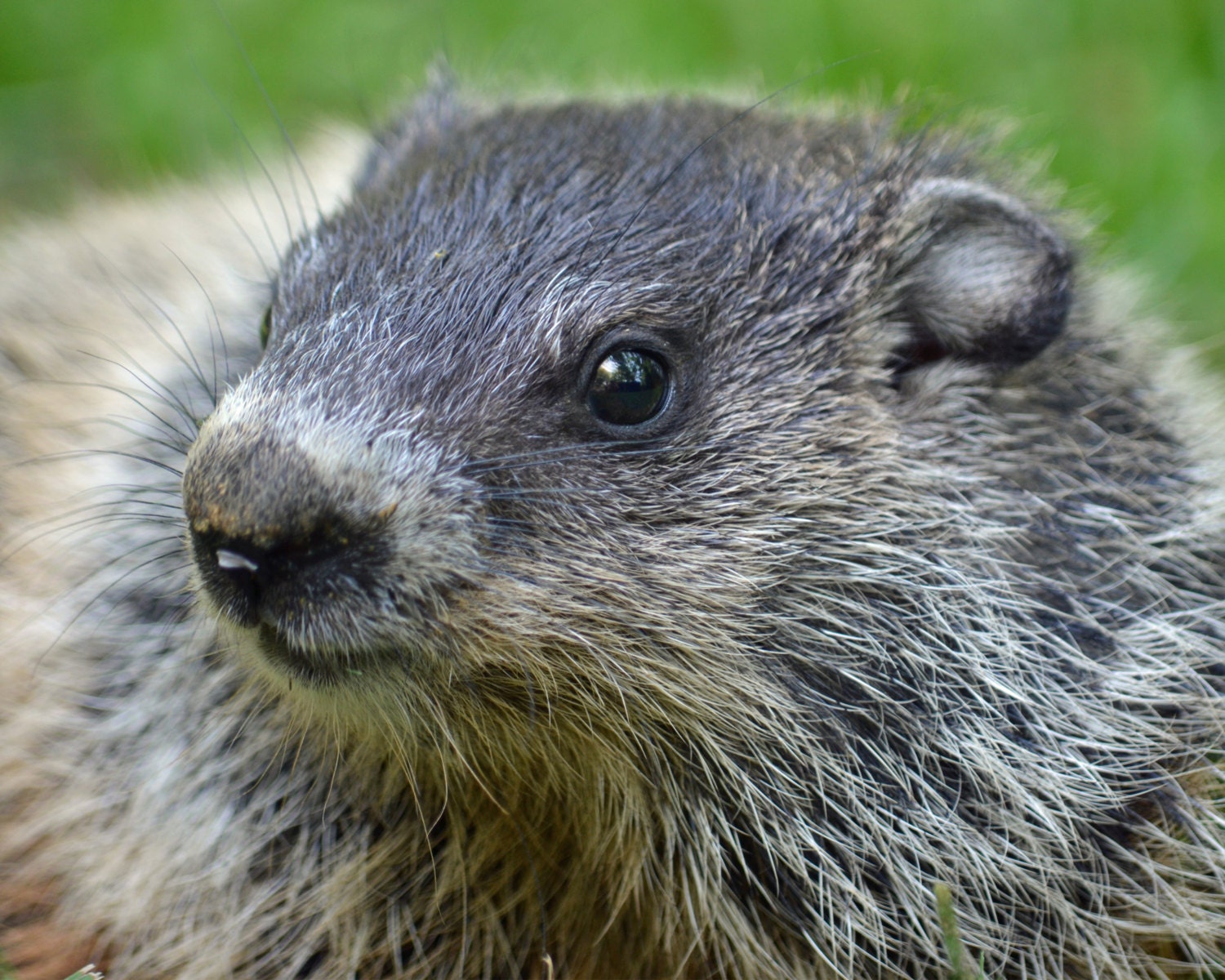 The Groundhogs Ship On The Ocean Strange Town The Groundhogs Ship On The Ocean Strange Town