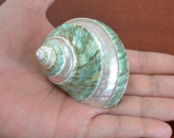 Polished Pearl GREEN JADE Banded Turbo Hermit CRAB Sea Shell 2 1/2" - 3"