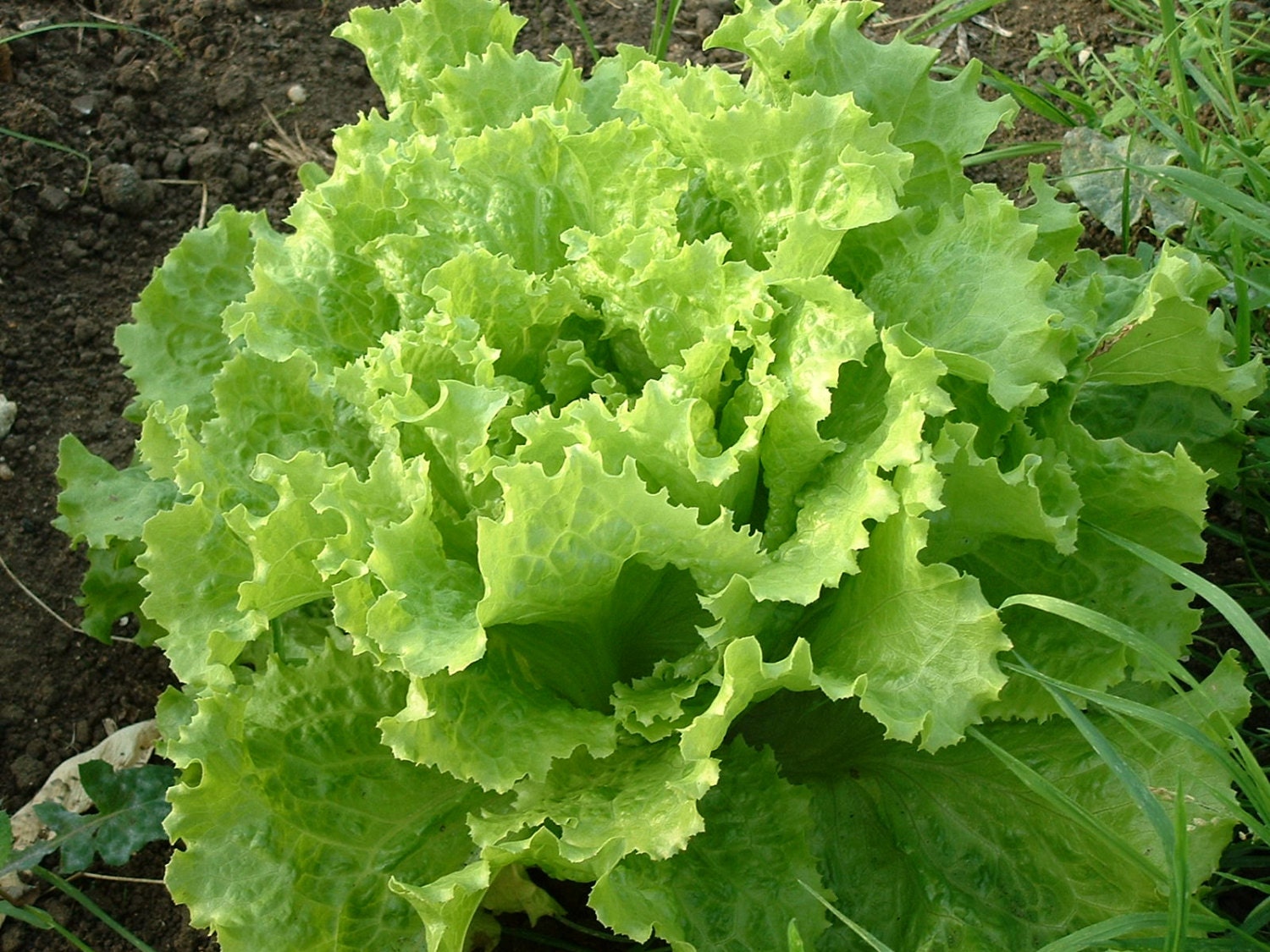 2g (approx. 1600 - 2400) lettuce seeds LOLLO BIONDA old Italian ...