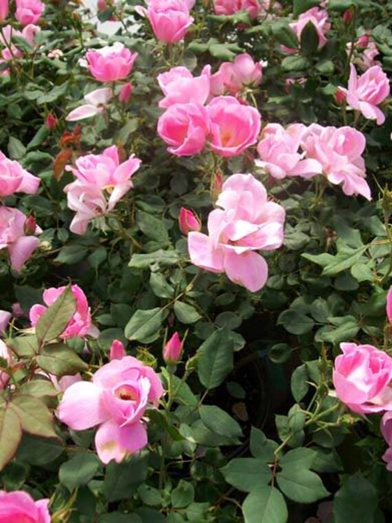Blushing Knock Out Blush Pink Rose 2 Gal Shrub Plants Disease