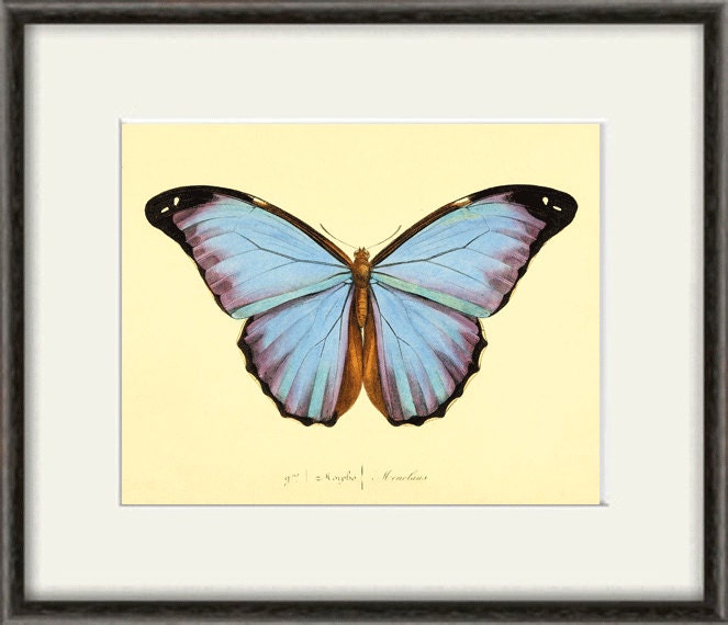 Butterfly art print French art print Cottage wall decor