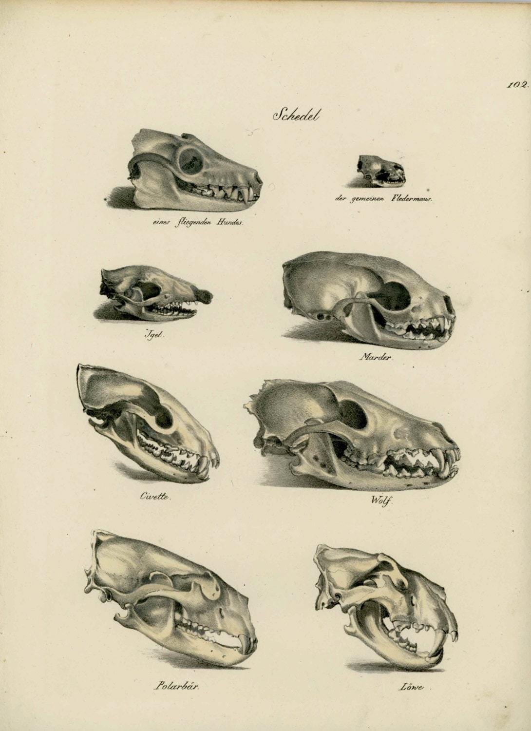 1824 skulls original antique animal anatomy lithograph