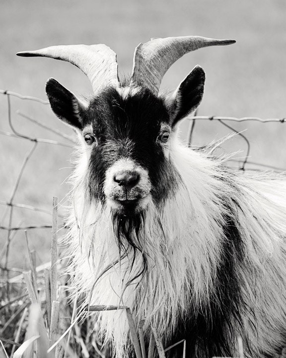 Billy Goat Photograph Black and White Photography Cute Goat