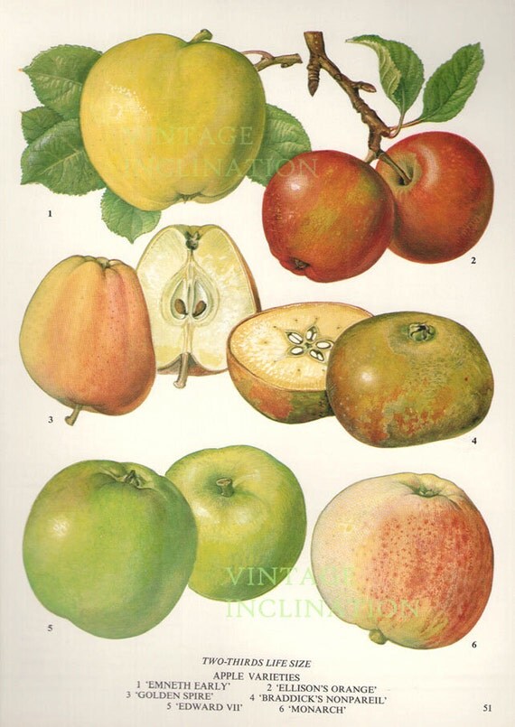 Vintage Botanical Print Antique APPLE VARIETIES 51 plant