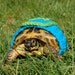 Tortoise or Turtle yard finder, M, Super-Tort crocheted turquoise and green cape, 5.5-6.5 inch shell length