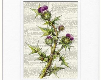 bullthistle dictionary page print