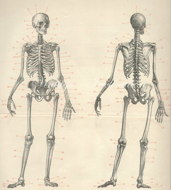 1894 Human Anatomy Print SKELETON bones by VintageInclination