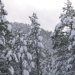 MyForestFarm