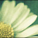 Daisyworld Vintage