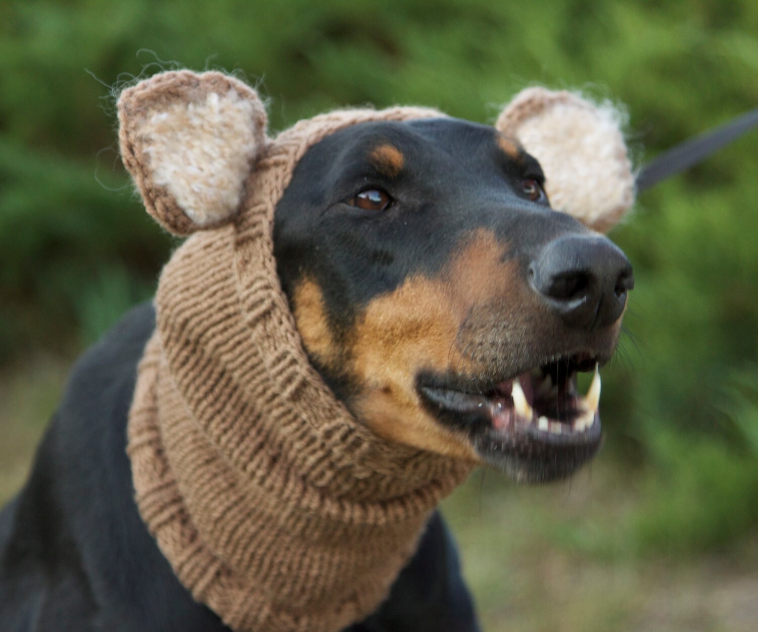 Knitted Dog Snood warm and cute with ears