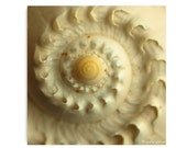 Melon Seashell Photograph Snail Print Macro Seashell Print Natural History Beach Decor Sea Ocean Themed Marine Decor