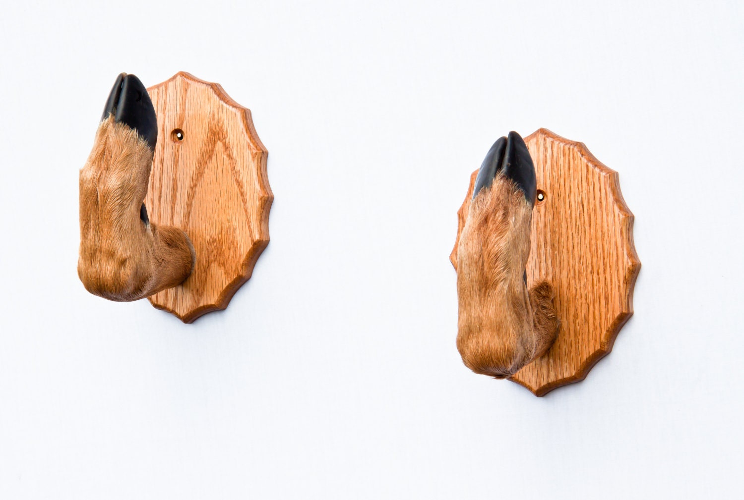 Taxidermy Deer Hoof Foot Feet Gun Rack on Beautifully Finished