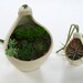 Giant Clove Hanging Planter - great for airplants & succulents