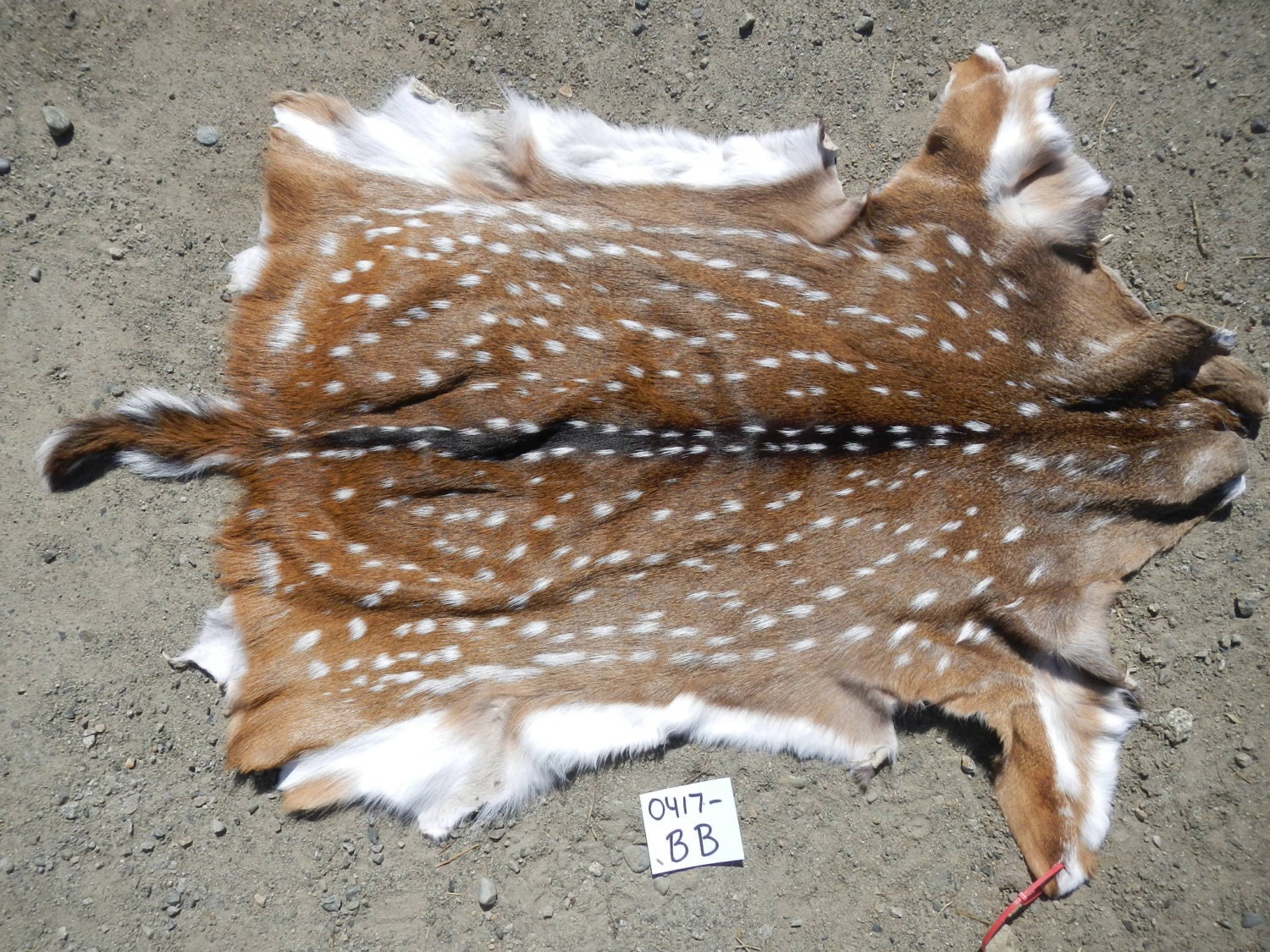 Axis Deer Hide Medium Soft tanned Rug Lot No.0417BB