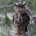 Needle Felted Bird. Eagle Owl. Felt Owl Art Doll. Owl Figurine.Wool Owl.