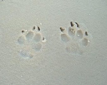 Pawprints in The Sand - Canine, Dog , Paw, Man's Best Friend, Art ...