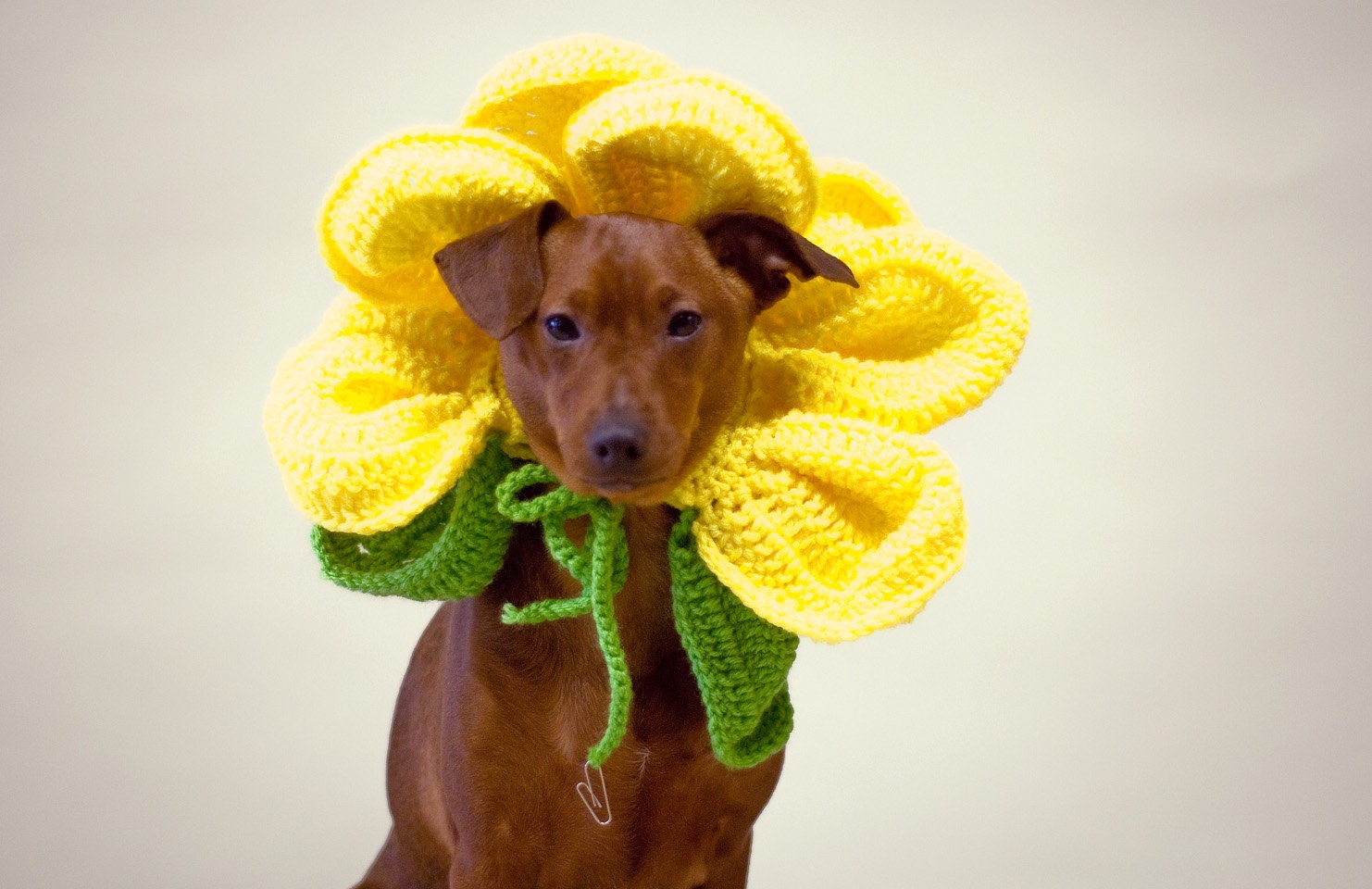 Crochet Flower Dog Collar costume clothing halloween