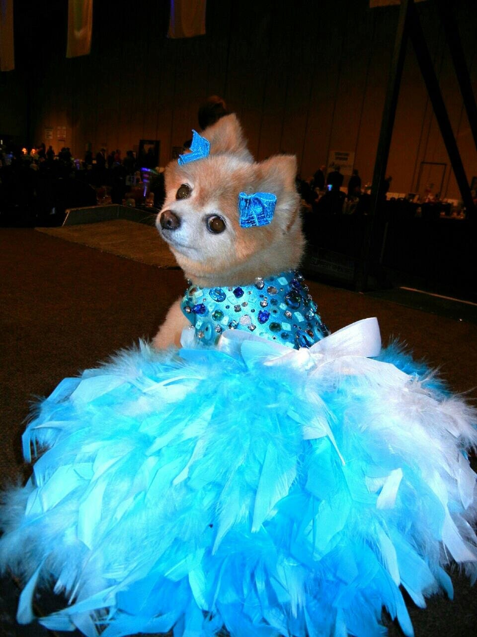  Dog  Dress  Wedding  Turquoise Bling Satin Feather by KOCouture
