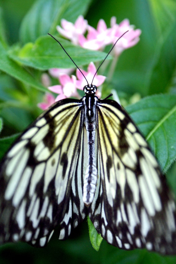 Black Spotted White Butterfly