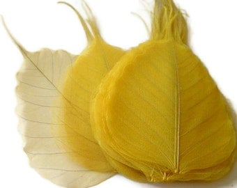 One Dozen Large Canary Yellow Skeleton Leaves Great for Corsages, Hair Clips, Paper Crafts