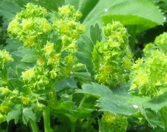 ladybird poppy seedlings