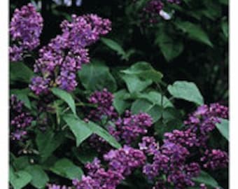 Old Fashioned Fragrant Lilac Shrubs