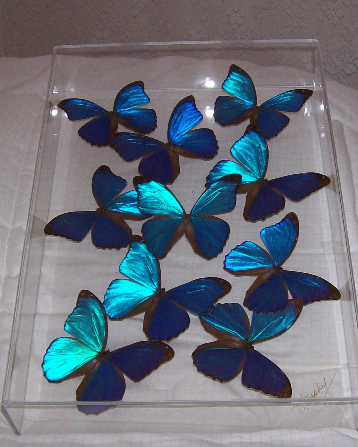 Real Stunning Swarm of Iridescent Blue Morpho Butterflies