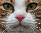 5x7 Photograph Close Up Brown Tabby Cat with White Eyes and Nose