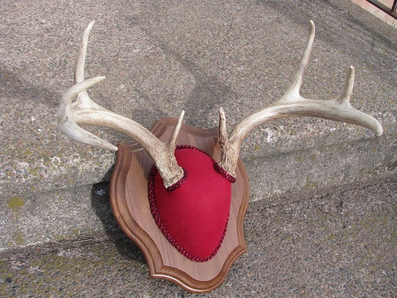 Red Felt Whitetail Deer Antler Mount   Il 570xN.449684372 4wcx 