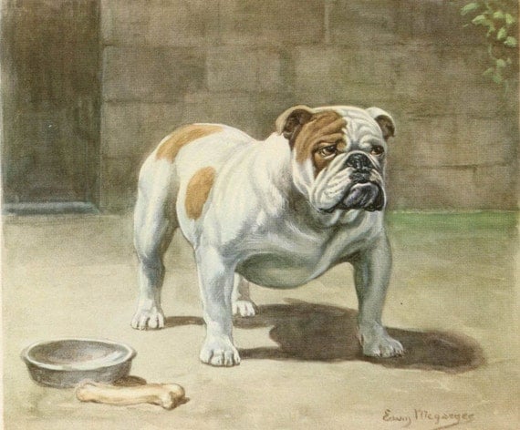 English Bulldog Vintage Dog Illustration Edwin Megargee