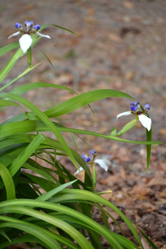 Walking Iris House Plant BOGO Sale Organically Grown Twelve
