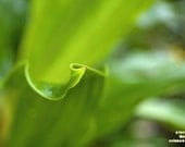 Abstract leaf photograph, green leaves, lush, green, nature photograph, fresh, botanical photo, set of 2, 10x8 - OverTheRainbowPrints