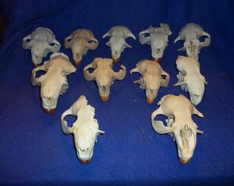 11 Real animal bone Skull top parts Beaver Taxidermy man cave