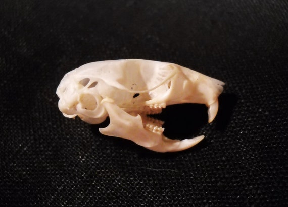 White Footed Mouse Skull Real Bone Animal Skull Taxidermy