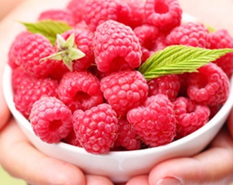Organic Heirloom 50 Seeds Raspberry Raspberries Seeds RED Rubus Idaeus Bush Fruit Berry F39